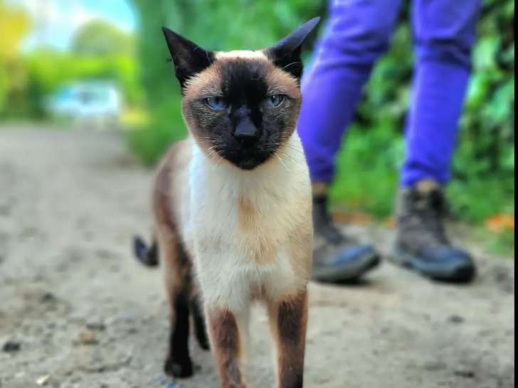 En attente d’un foyer : chat Siamois de 15 ans