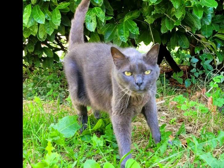 À accueillir : chat au pelage gris