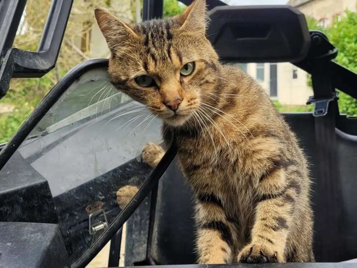En quête d'un foyer : chat de couleur tigré
