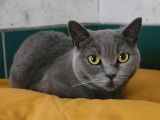 Adoption disponible : chatte Scottish Fold grise