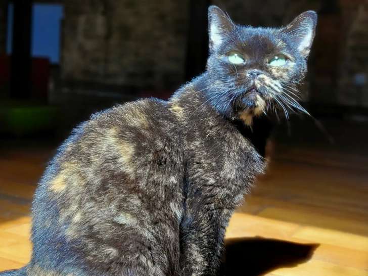 À la recherche d'une famille : chatte Scottish Fold de 4 ans