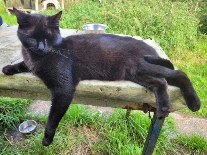 Chatte de couleur noire à adopter