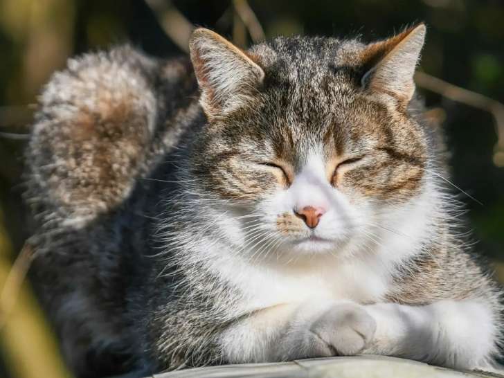 Chatte au pelage tigré disponible à l'adoption
