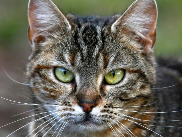 Chatte tigrée prête pour l’adoption