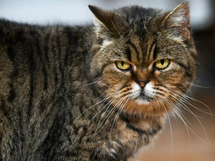 Chatte British Longhair tigrée en quête d'une famille