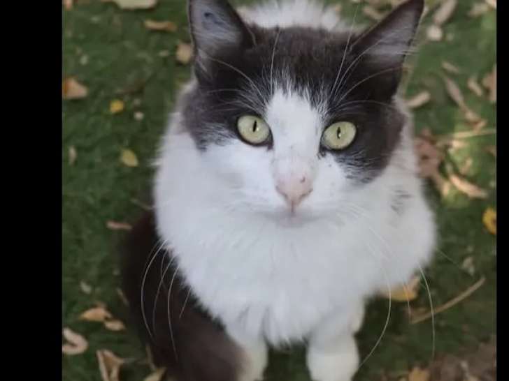Disponible à l'adoption, chatte noire et blanche