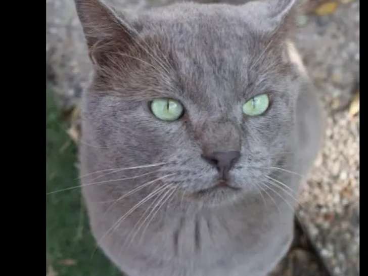 En attente d'adoption, chat âgé de 3 ans