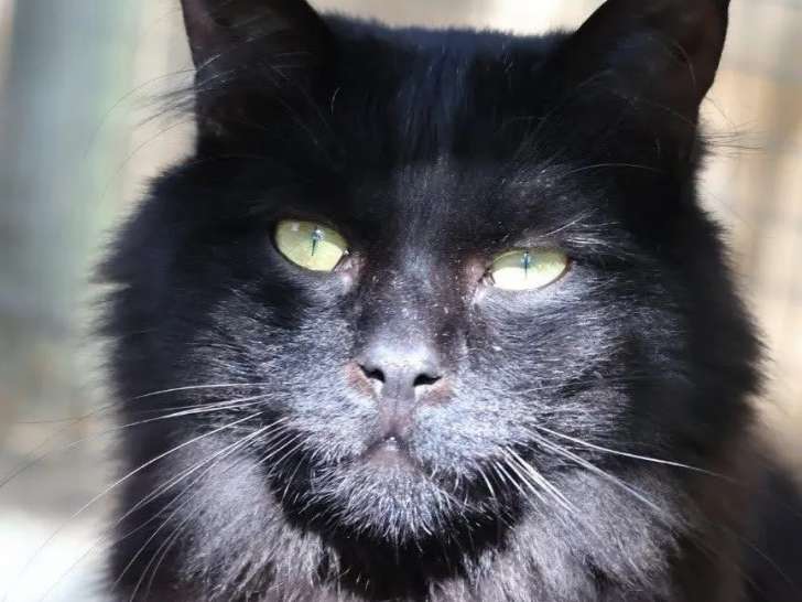 Prêt pour l’adoption, chat de 7 ans