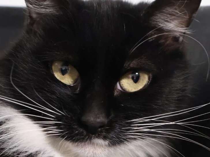 En attente d’un foyer, chatte noire avec marque blanche