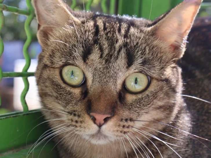 À accueillir, chatte tigrée grise