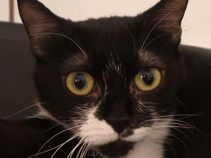 Adoption disponible : chatte d’un an