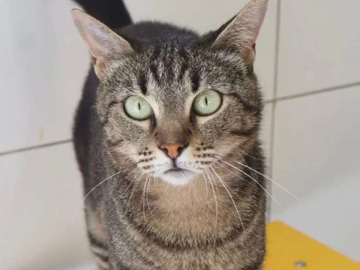 À la recherche d’un foyer, chatte de 5 ans