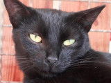 À adopter : chatte noire