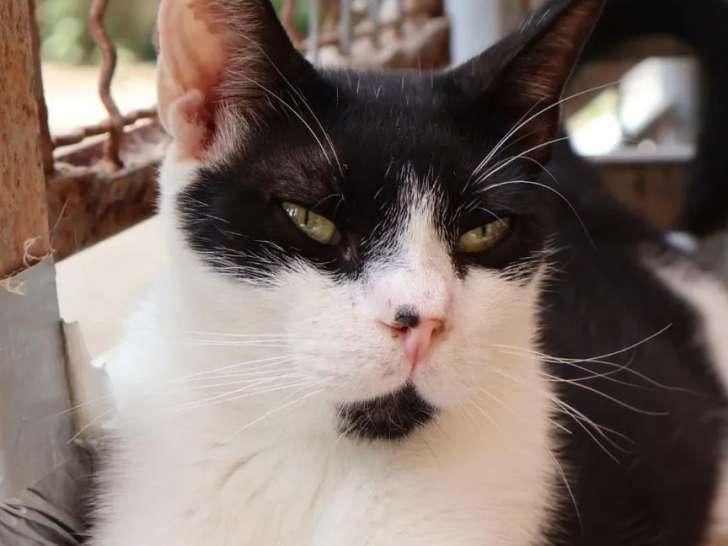 Disponible à l'adoption : chat noir et blanc