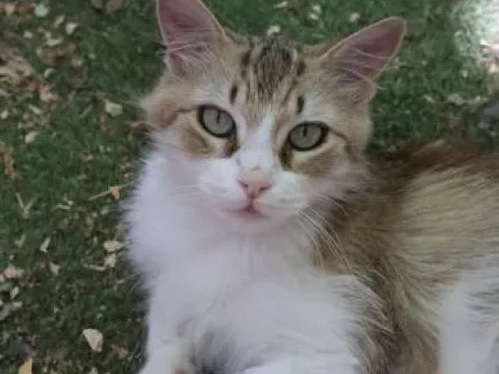 En attente d'adoption : chatte tigrée blanche