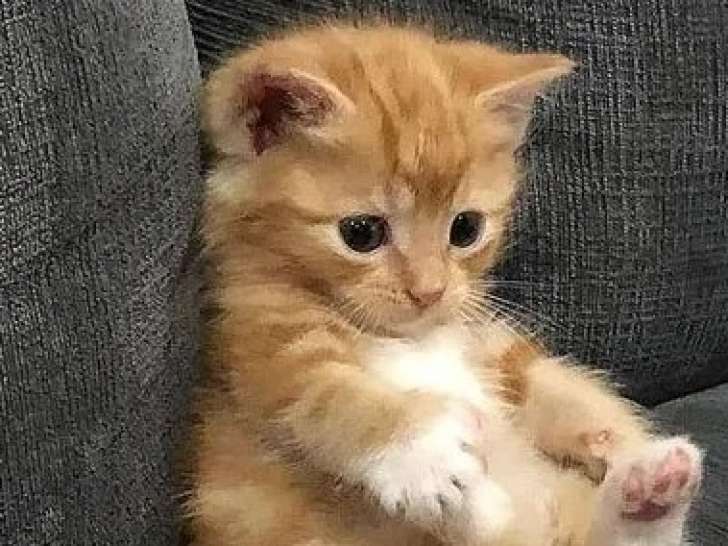 Prêt pour l’adoption : chaton mâle de 6 mois