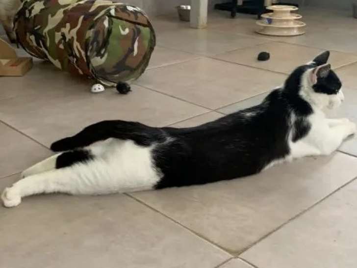En attente d’un foyer : chat noir et blanc