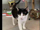 En attente d’un foyer : chat noir et blanc