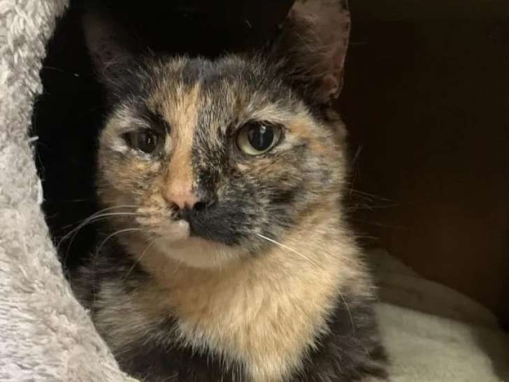 À accueillir : chatte de 6 ans