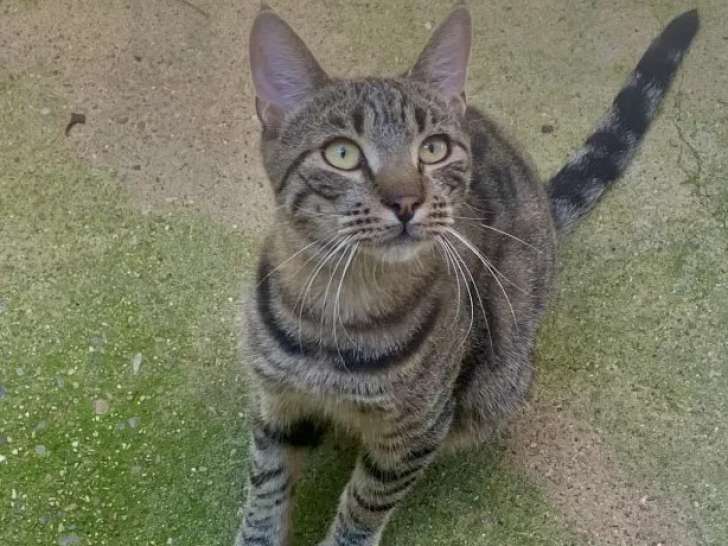 En quête d'un foyer : chaton mâle tigré