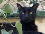 Adoption disponible : chat de couleur noire