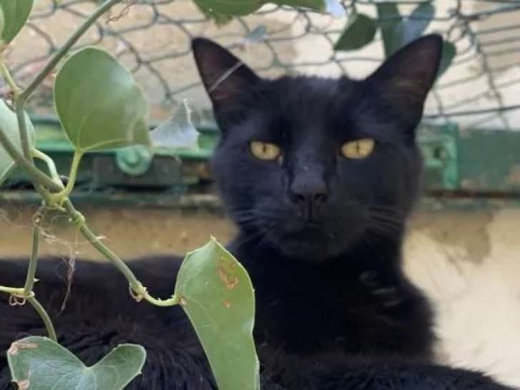 Adoption disponible : chat de couleur noire