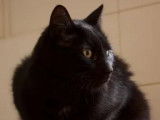 Adoption disponible : chat de couleur noire