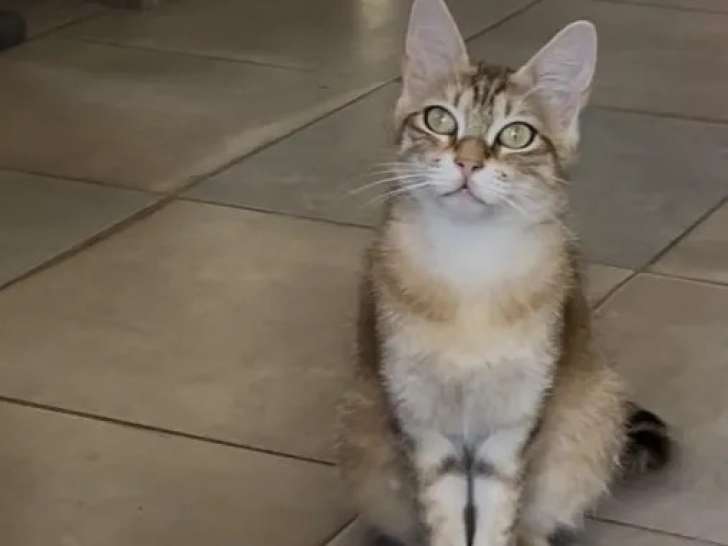 Chatte d’un an à adopter