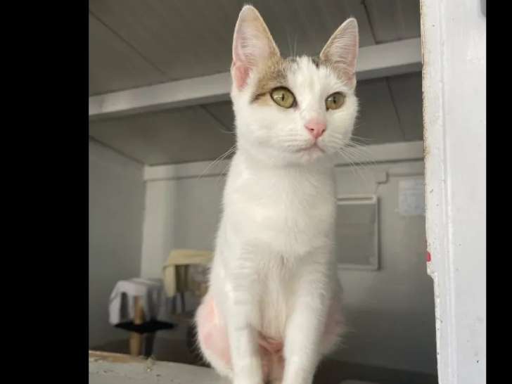 Chatonne de 10 mois disponible à l'adoption