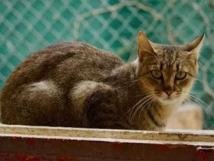 Chatte tigrée prête pour l’adoption