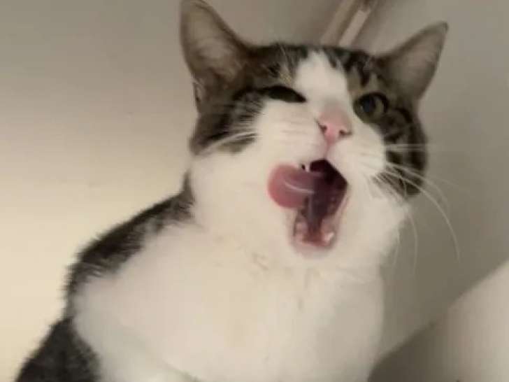 Chat tigré blanc en attente d’un foyer