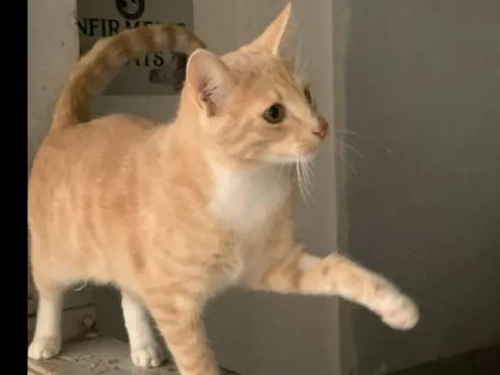 Chatonne rousse et blanche à accueillir