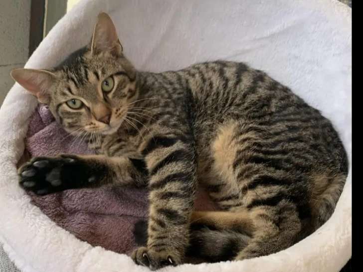 Chaton mâle tigré à la recherche d’une famille