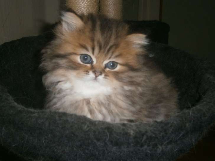 1 chaton femelle Persan chinchilla golden shaded LOOF à vendre