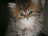 1 chaton femelle Persan chinchilla golden shaded LOOF à vendre