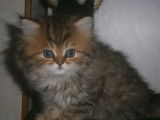 1 chaton femelle Persan chinchilla golden shaded LOOF à vendre