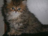 1 chaton femelle Persan chinchilla golden shaded LOOF à vendre