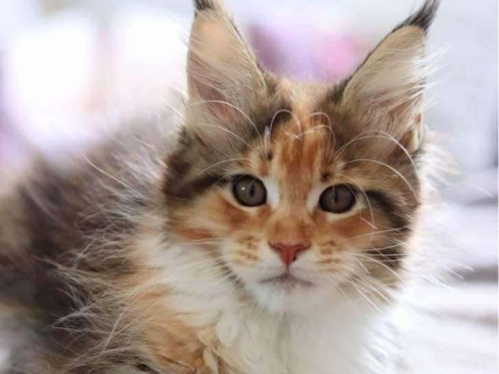 1 chaton Maine Coon LOOF femelle à vendre