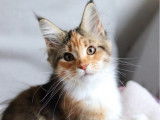 1 chaton Maine Coon LOOF femelle à vendre