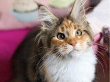 1 chaton Maine Coon LOOF femelle à vendre