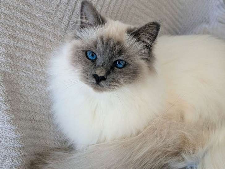 1 chaton Sacré de Birmanie LOOF à vendre, mâle né en mars 2025
