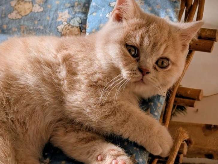 1 chaton British Shorthair LOOF mâle crème, né en août 2025, à vendre