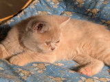1 chaton British Shorthair LOOF mâle crème, né en août 2025, à vendre