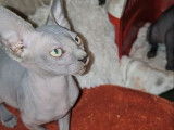 Vente d'un mâle Elf/Sphynx seal point né en août 2025