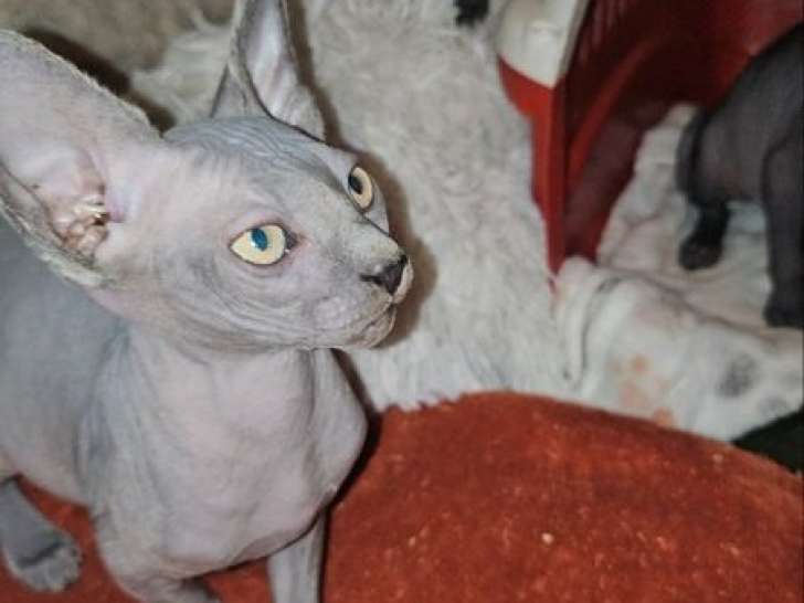 Vente d'un mâle Elf/Sphynx seal point né en août 2025