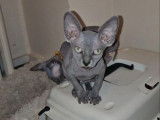 Vente d'un mâle Elf/Sphynx seal point né en août 2025