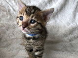 À réserver, 5 chatons Bengals LOOF
