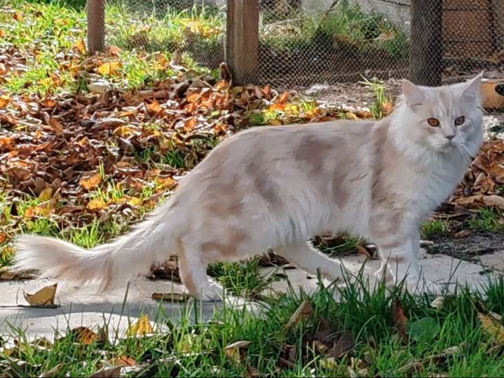Maine Coon red self