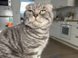 Mâle Scottish Fold blue silver tabby disponible pour saillie