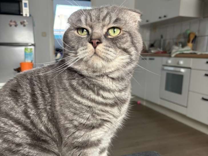 Mâle Scottish Fold blue silver tabby disponible pour saillie